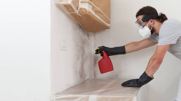 Professional Basement Mold Remediation technician working in Union City, TN