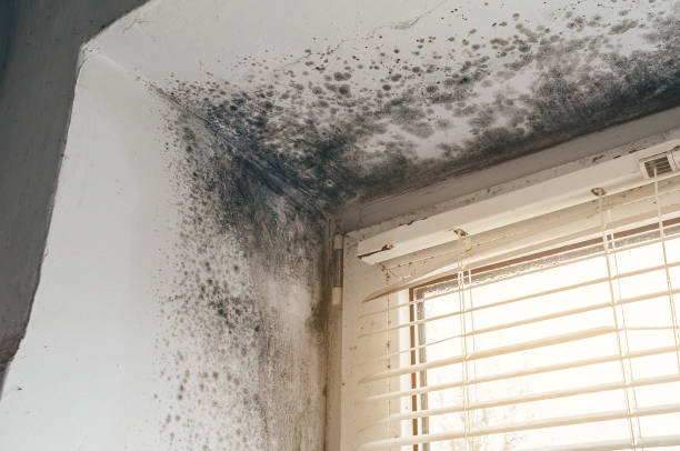 Affordable Basement Mold Remediation solutions in Union City, TN