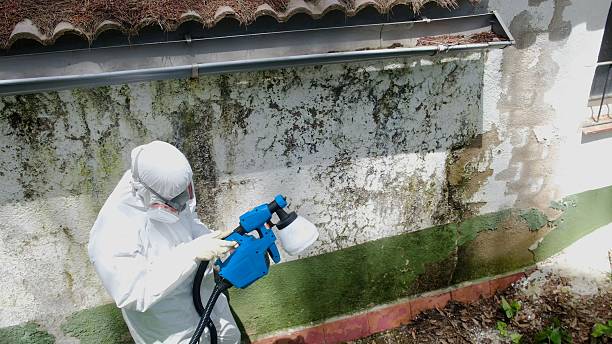 Top rated local Basement Mold Remediation specialists in Union City, TN